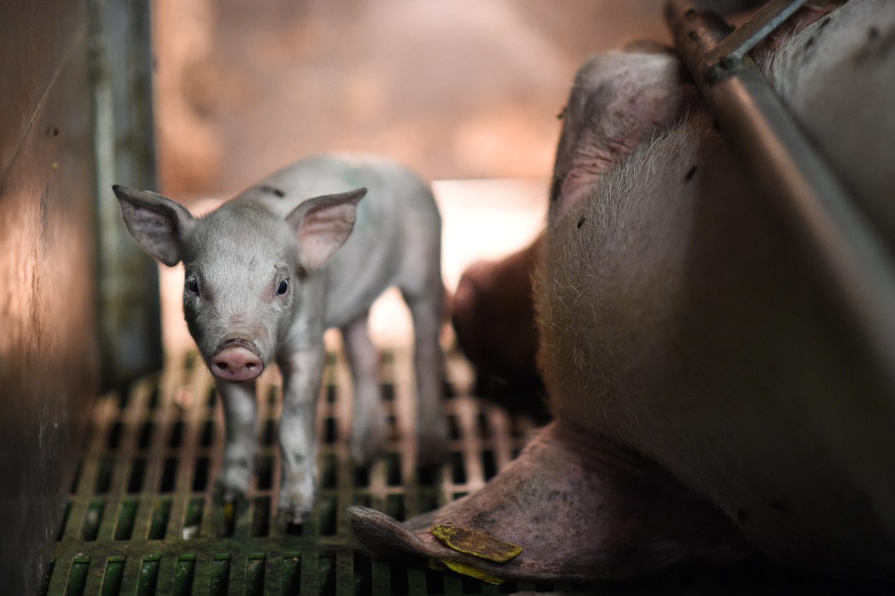 pigfarm_italy_jmcarthur_2015-0700-6159777