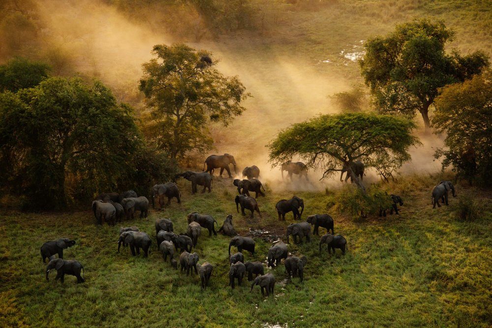 zakouma-national-park