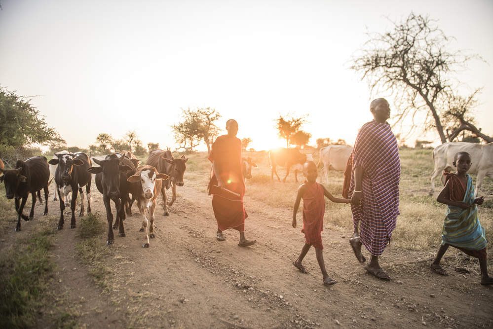 leboi-a-maasai-man-walking-his-herd-of-cattle-back-home-to-his-boma-so-that-his-wives-can-milk-the-cattle-before-sun-down-in-tanzania-the-nature-conservancy-is-working-to-protect-the-land-that-the-h-2