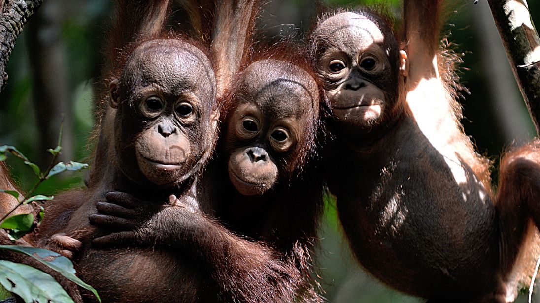 skynews-orangutan-borneo_4233292-8401699