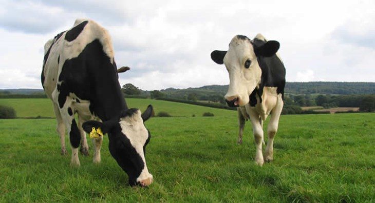 dairy-cows-in-fieldcopy-3456688