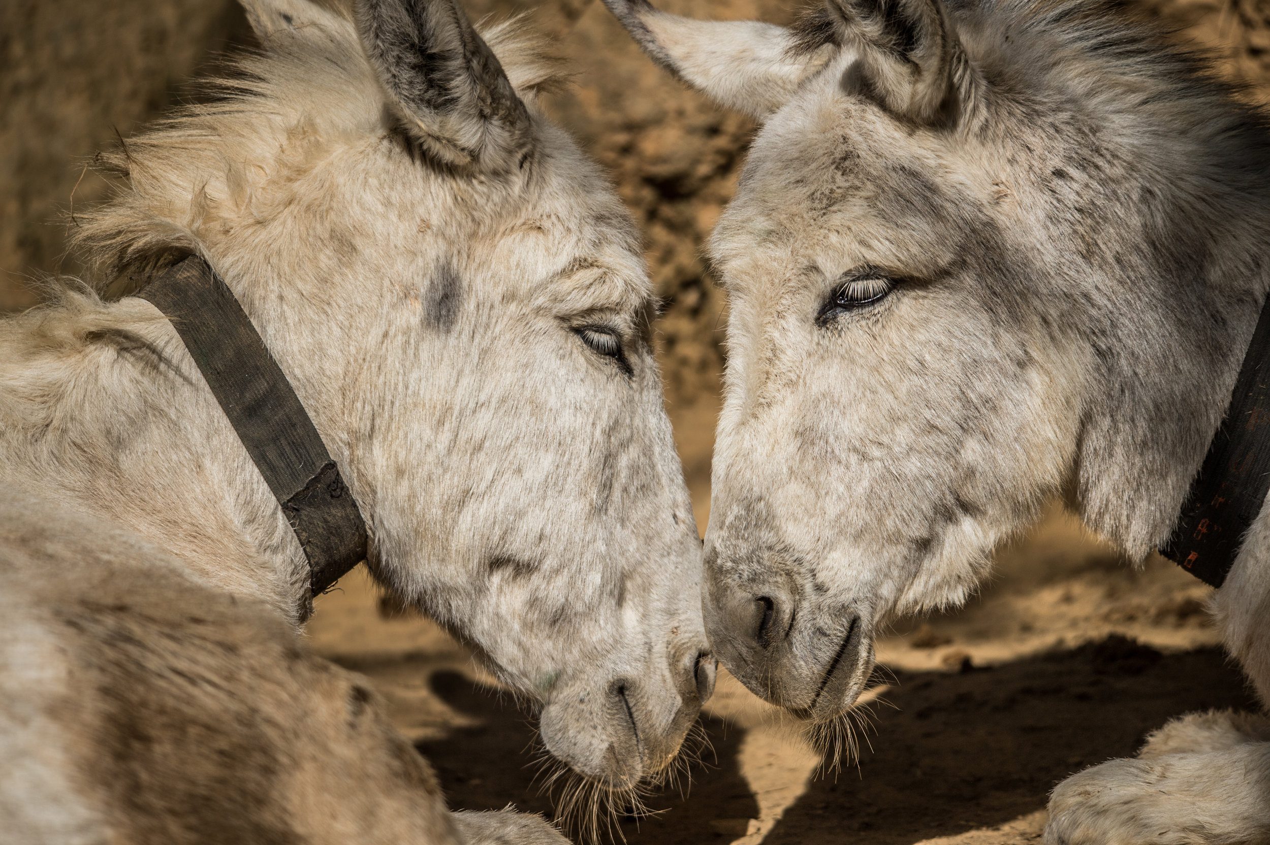 donkeysanctuary_nepal_jmcarthur_2017-1572-6048916