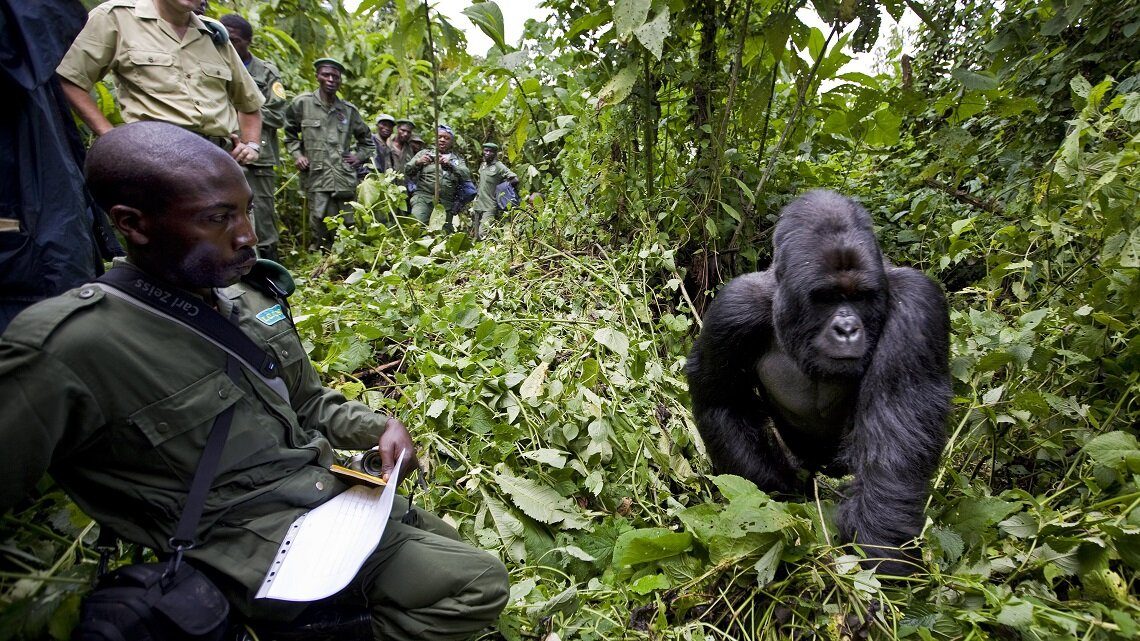 ranger-virunga-con-gorilla-5659951